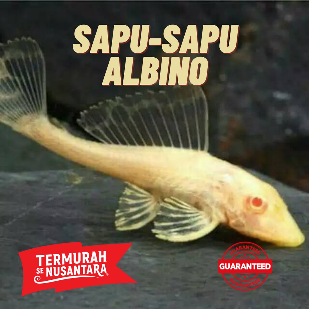 Ikan Sapu Sapu Albino, Ikan pembersih lumut, ikan sapu sapu brushmouth albino size small