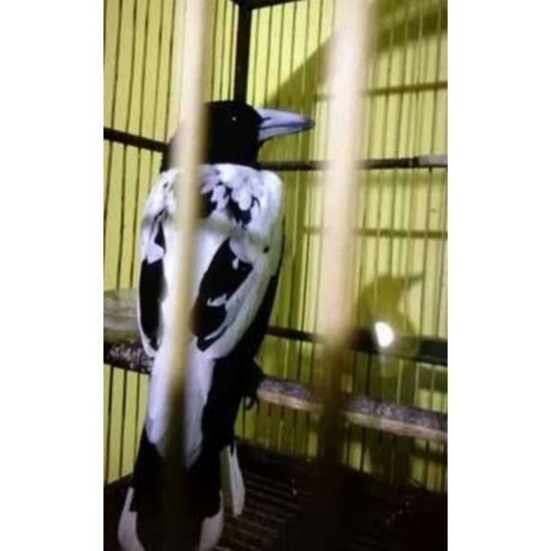 Burung Jagal Papua Asli Jaminan Jantan Dewasa Rawatan