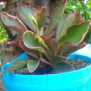 tanaman hias templat red besar Tanaman hias