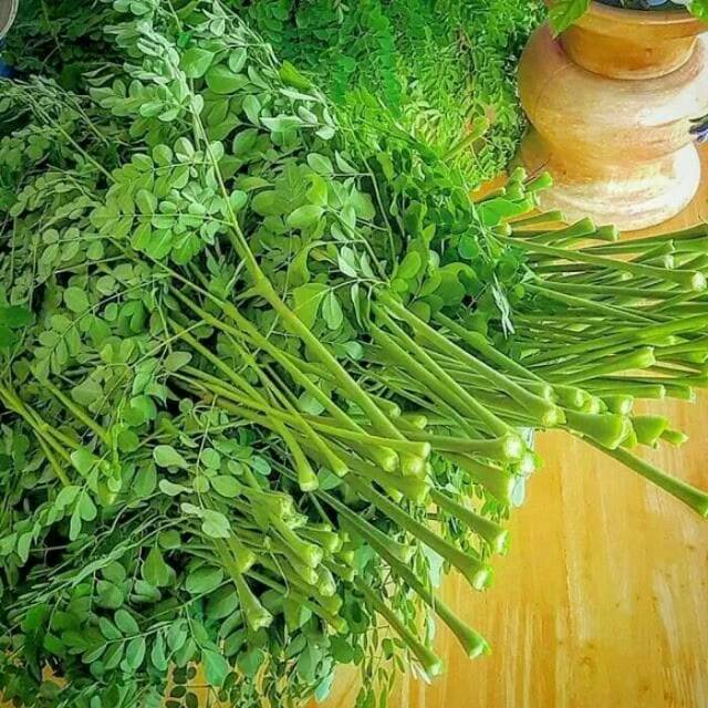 

Daun kelor segar 100gram (obat herbal)