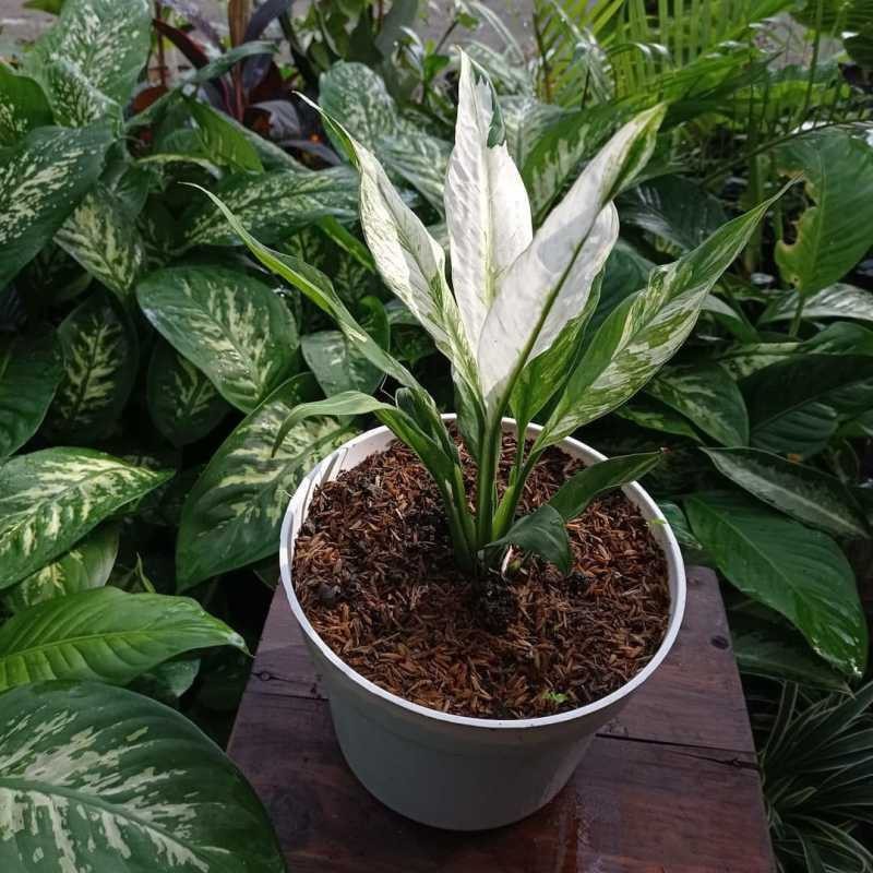 Bunga Varigata Lily Variegata Cantik Murah Berkualitas