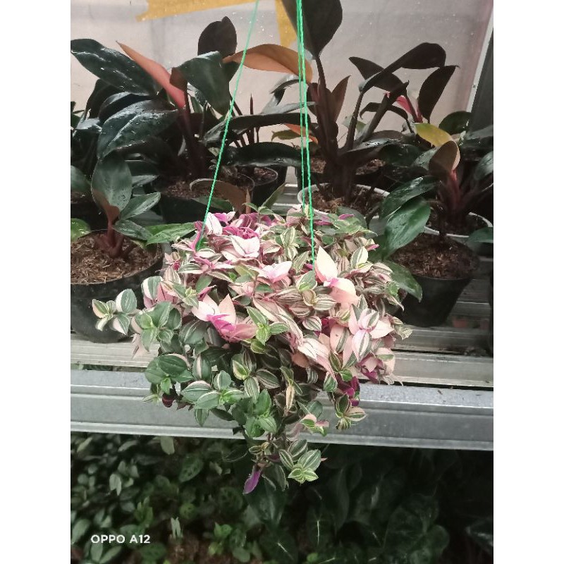 TANAMAN HIAS GANTUNG TRADESCANTIA TRICOLOR