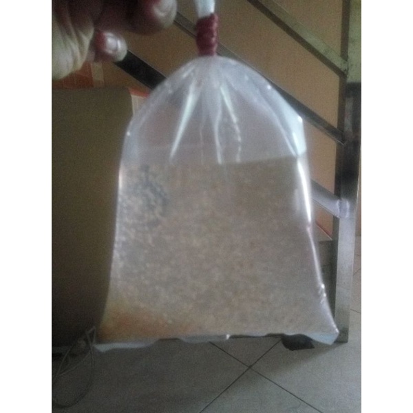 kutu air (moina sp) dan kutu air raksasa (Daphnia magna)