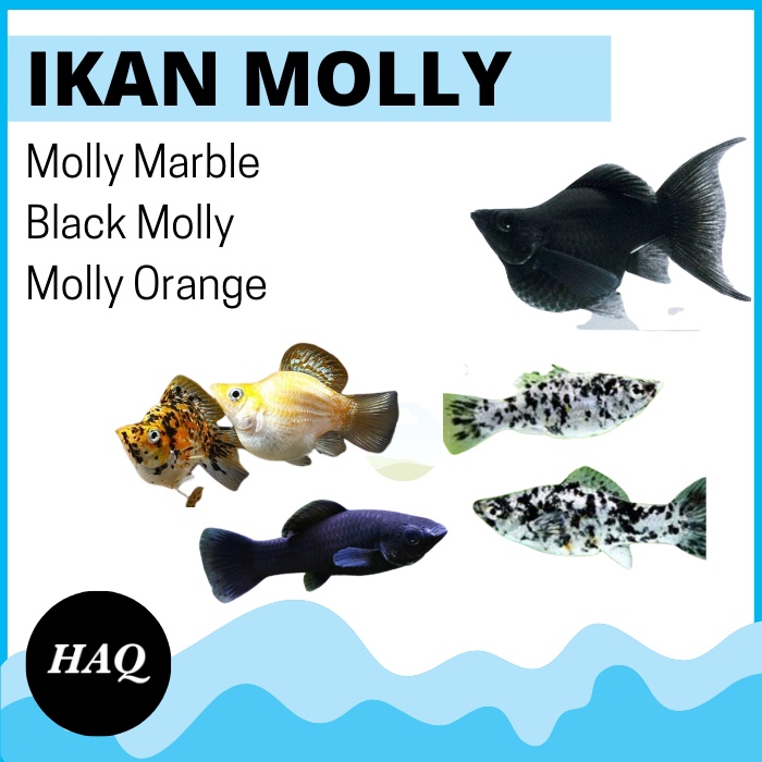Ikan Molly Marble Panjang / Black Molly / Balon Indukan