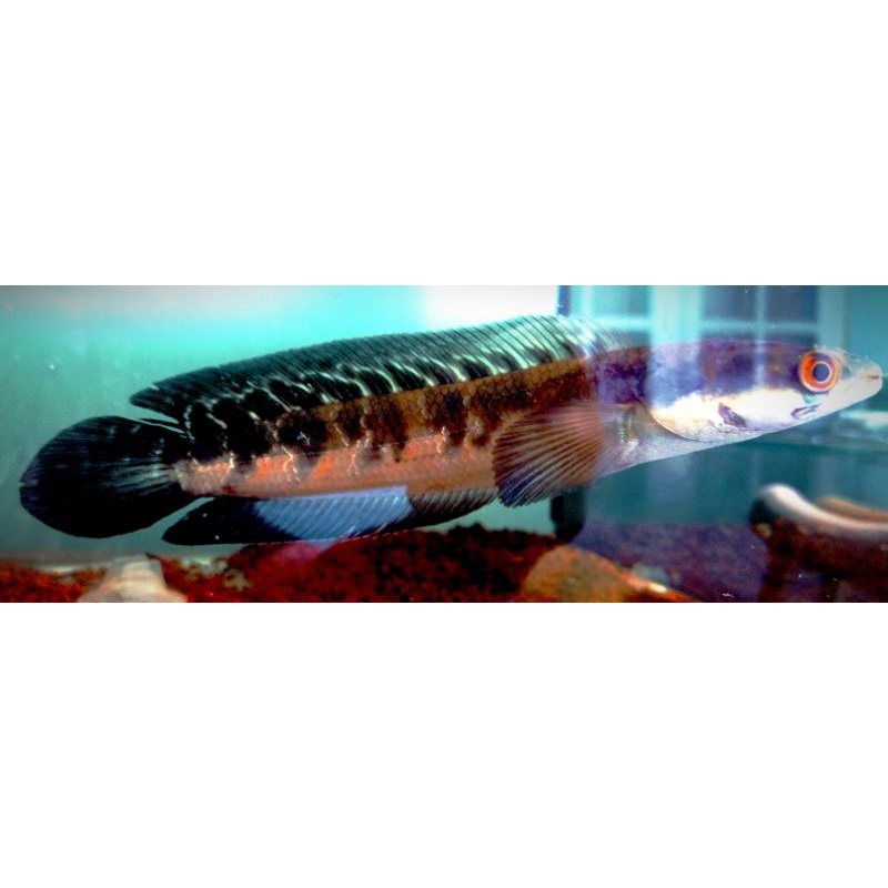 Oren Riau 12/14cm full cabung garansi