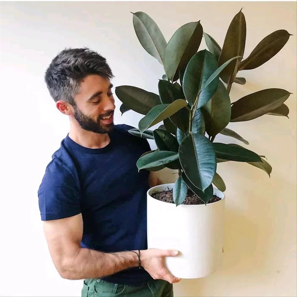 Bibit Tanaman Herbal Indoor Karet Kebo Rubber Plant Ficus Elastica Sa Shopee Indonesia