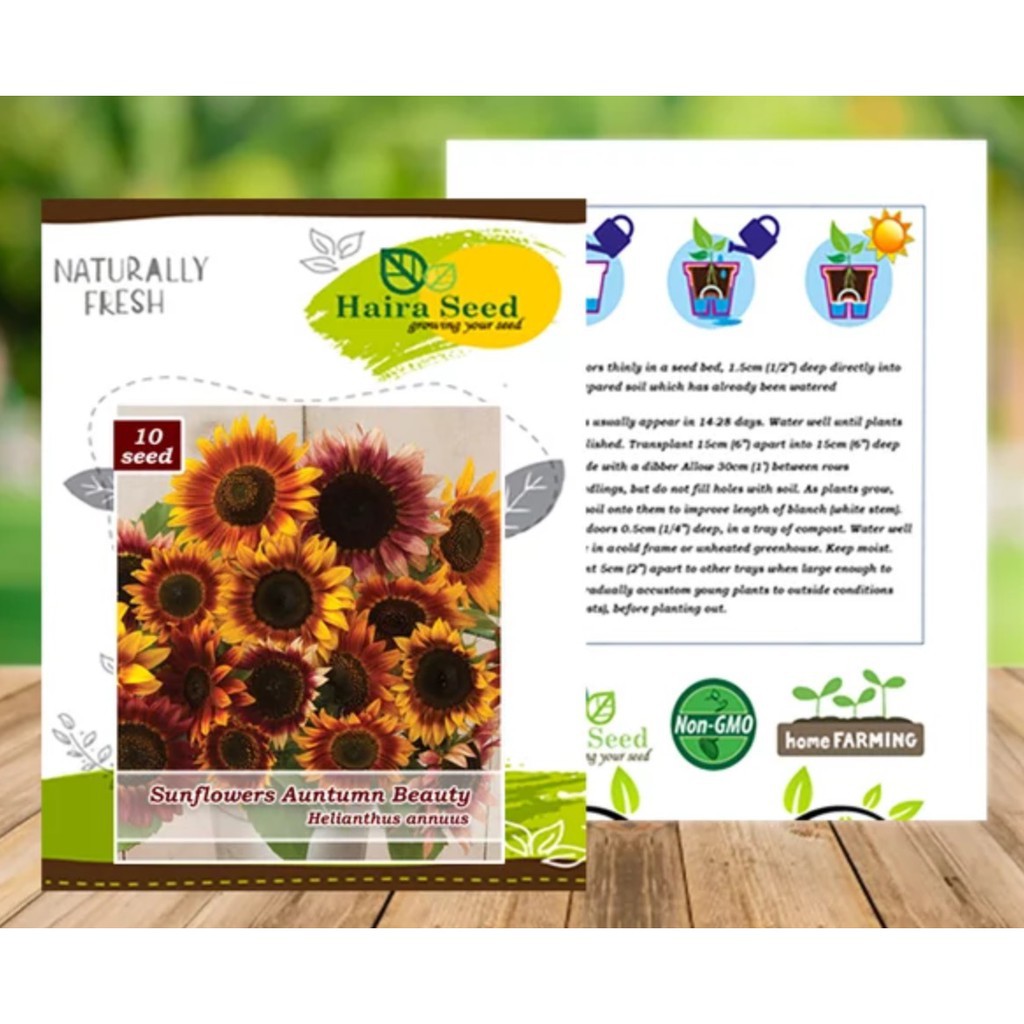 2 Seeds - Sunflower Autumn Beauty Haira Seed Biji Benih - SR0182