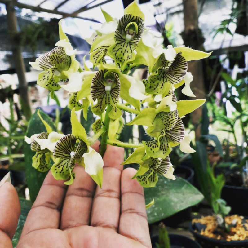 dendrobium macrophyllum/anggrek jamrud