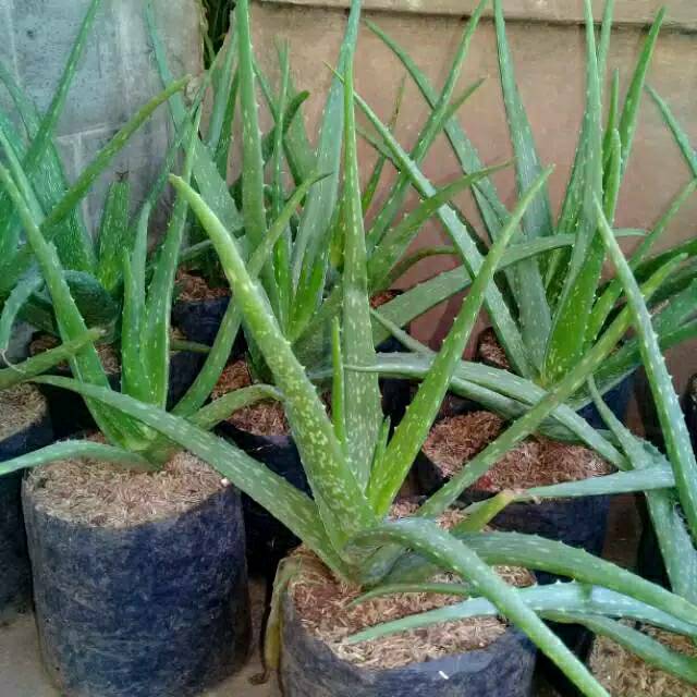 Bibit Tanaman Bunga Lidah Buaya Jumbo/Alovera jumbo
