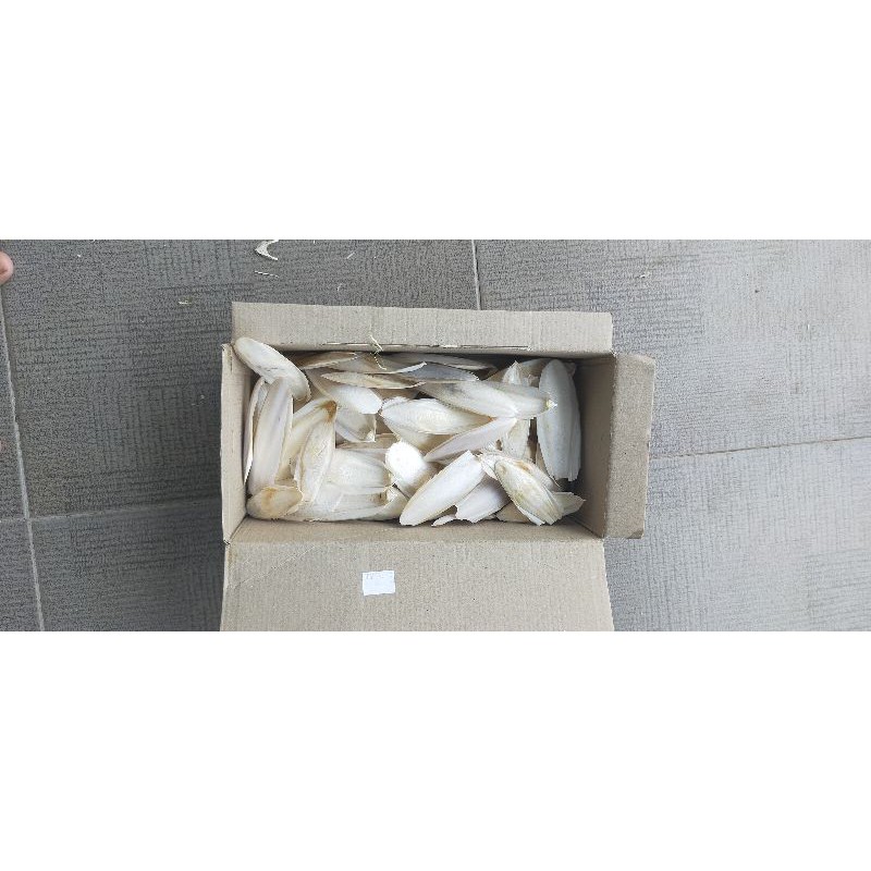 Tulang Sotong 1 kg 10cm down Promoo