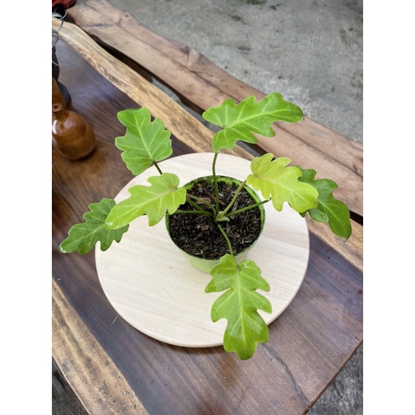 Philodendron Xanadu Golden