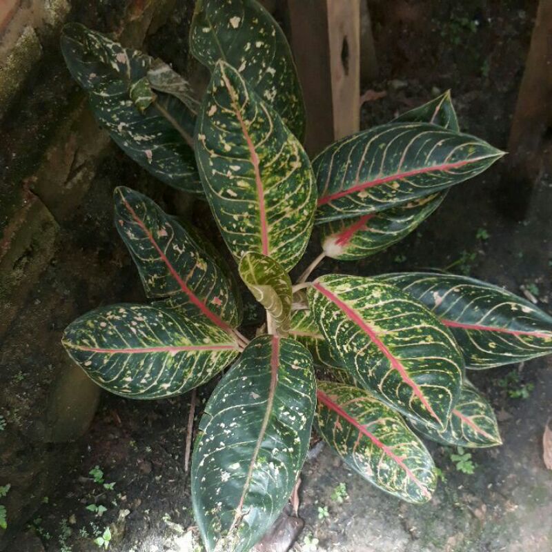 ag. donacarmen rumpun