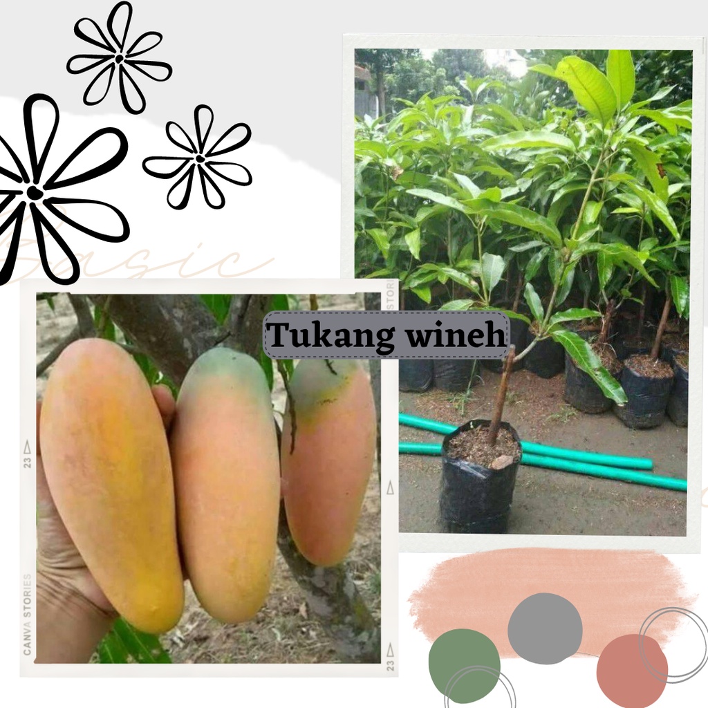 Bibit Buah Mangga Kiojay Super Jumbo