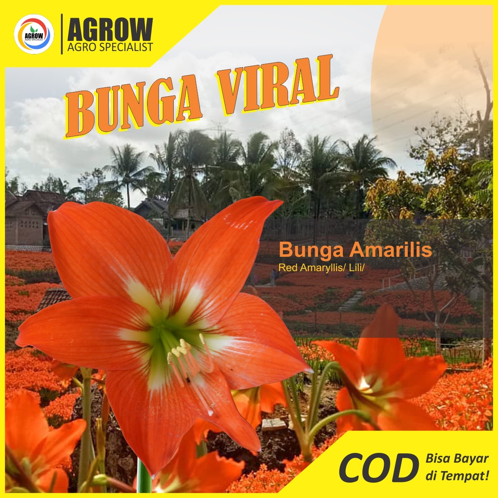 Bibit Umbi Bunga Amarilis Oren Amarylis Bakung Lily Lili Hippeastrum Amaryllidaceae Flower Crinum Lili Hujan Bunga Narsis Murah By Agrow Bunga Viral Bunga Taman