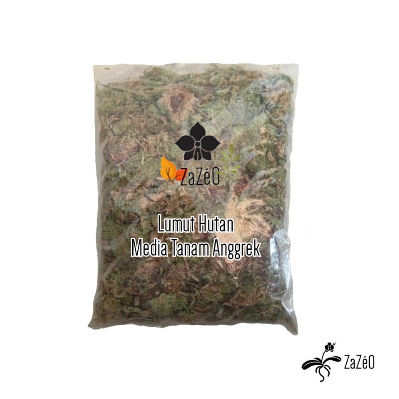 Lumut Hutan Media Tanam Anggrek