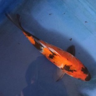 

ikan Koi Showa Asli Blitar bergaransi