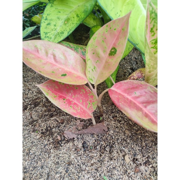 aglonema big roy Merah beby