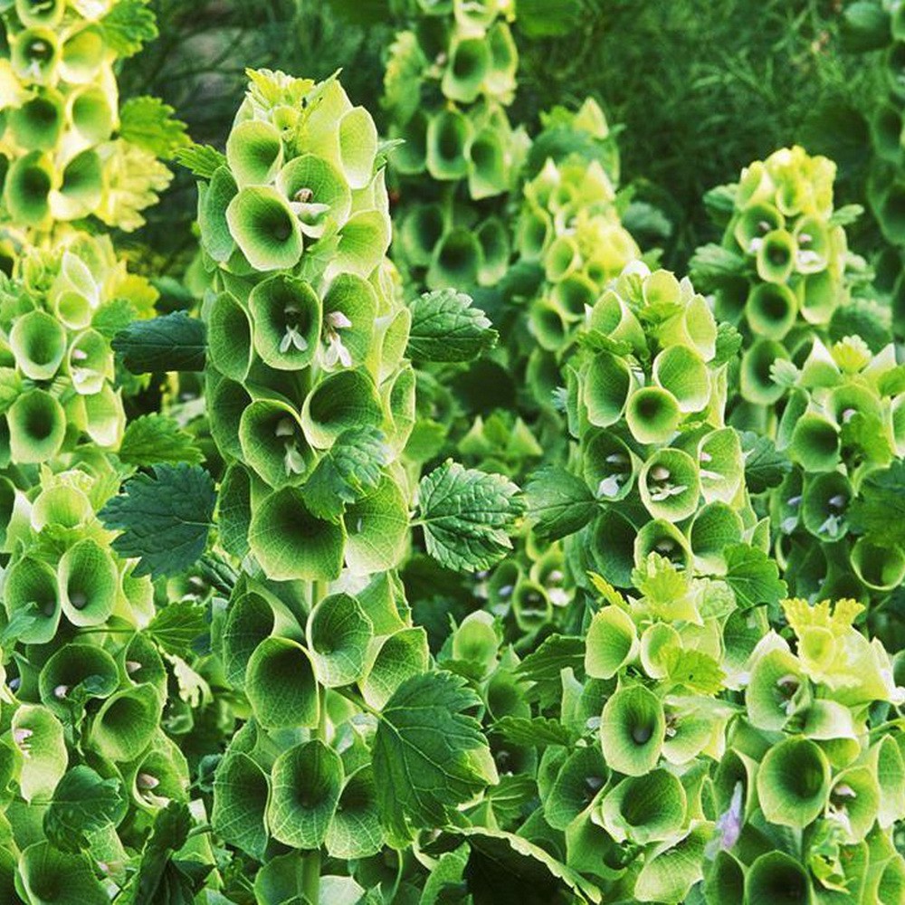 PlantaSeed - 10 Seeds - Bells of Ireland Biji Bunga Hias - PAS0241