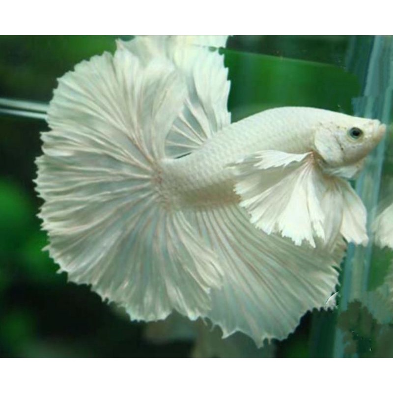 white platinum  dumbo ear / cupang putih / halfmoon white platinum