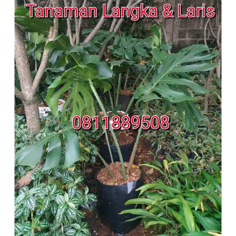 Good Quality Tanaman Philodendron Monstera Deliciosa Daun Besar Jumbo Jk90 Shopee Indonesia