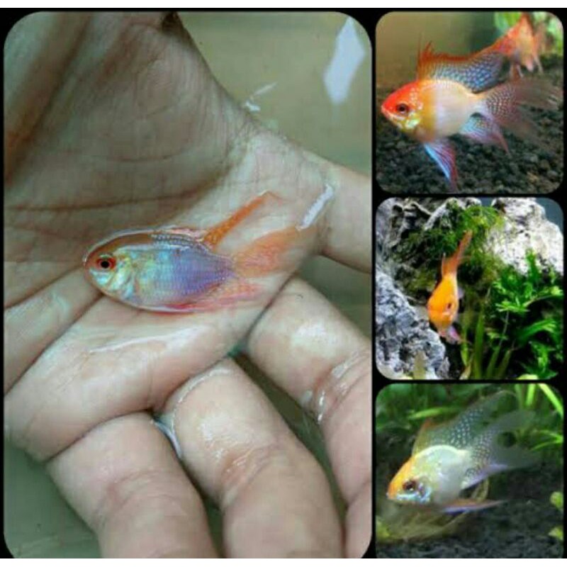 ramirezi golden slayer