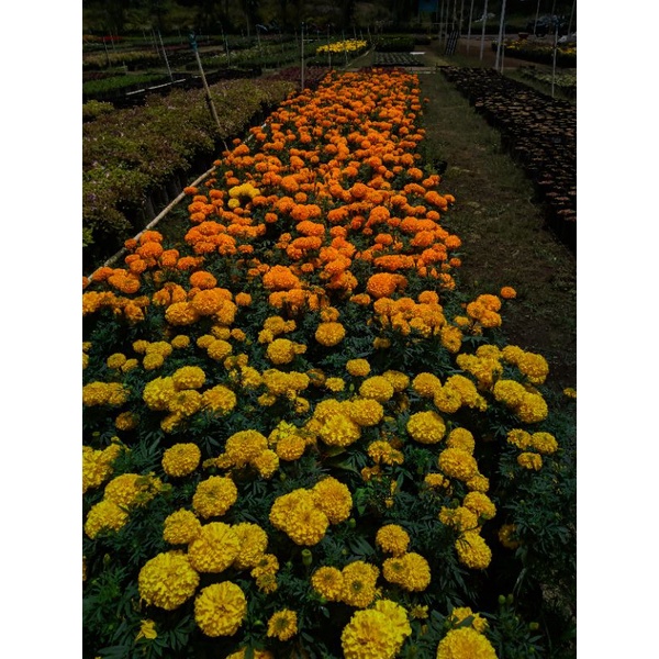 Tanaman Hias Marigold yellow/orange (bisa pilih warna)