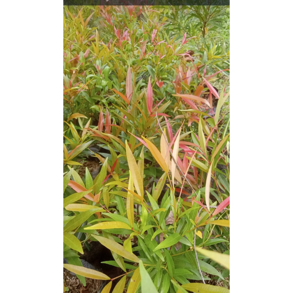 Bibit Bunga Pucuk Merah 50 cm Up