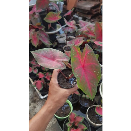 Caladium mirzani (keladi mirzani)
