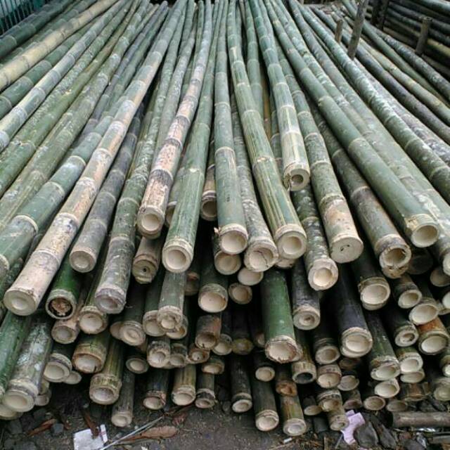 bambu steger diameter 8-9-10cm panjang 6 meter