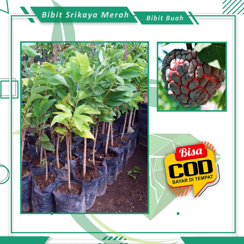 Bibit Srikaya Super Merah Buah Srikaya Hasil Okulasi [ SIAP KIRIM ]