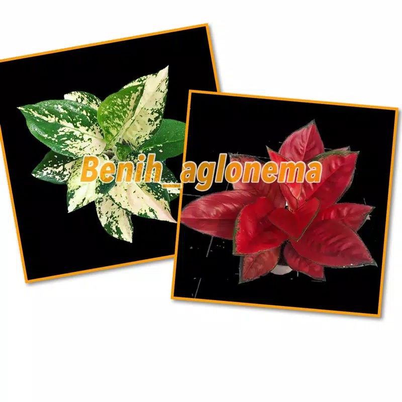 promo paket bonggol aglonema suksom Jaipong suksom white