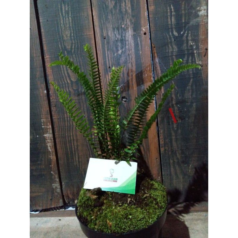 TANAMAN HIAS-PAKIS SISIR