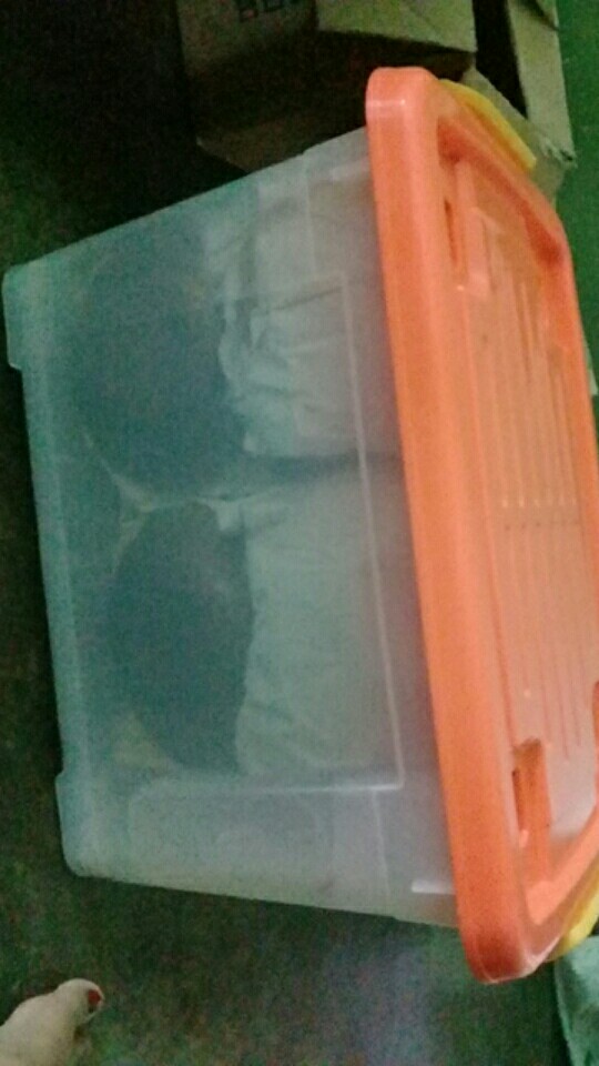 Khusus Jnt-jtr-gojek-grab Container/box + Roda C 75 Twinpan