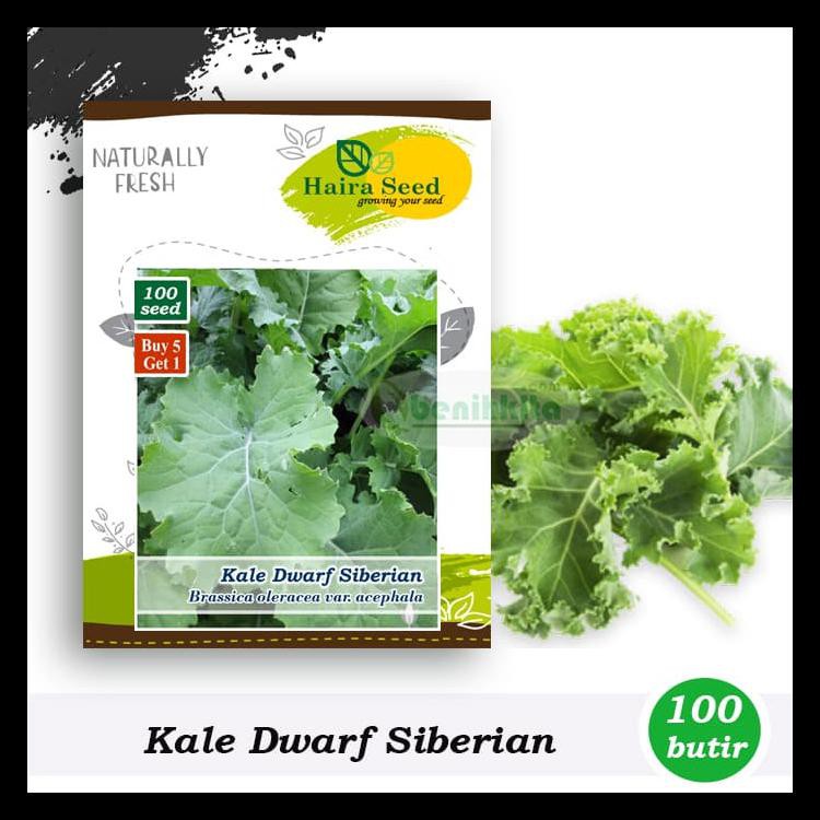 Benih-Bibit Kale Dwarf Siberian (Haira Seed)