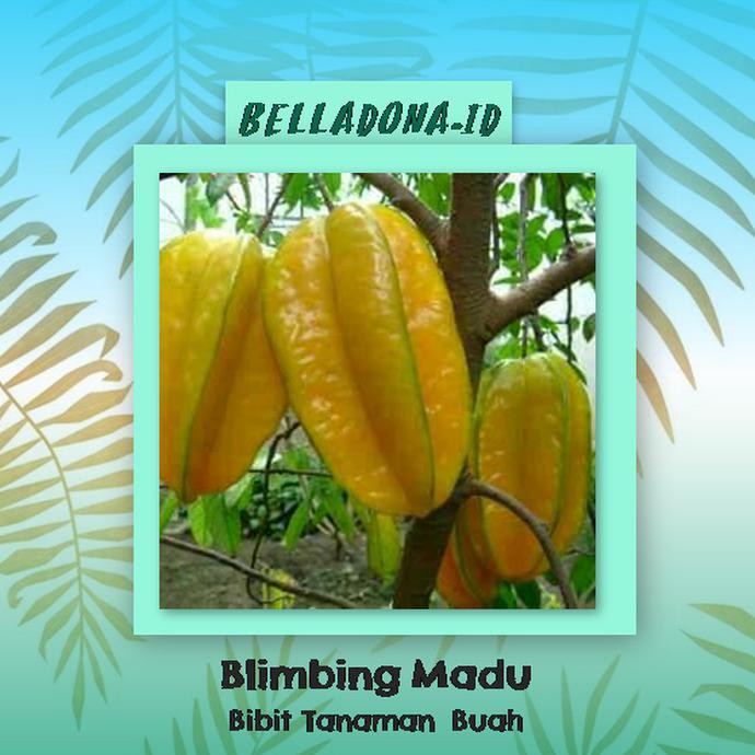 N4WF BIBIT TANAMAN BUAH BELIMBING MADU 60CM H3I