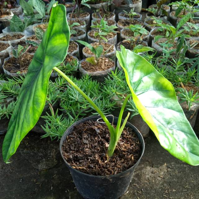 Alokasia tengkorak hijau