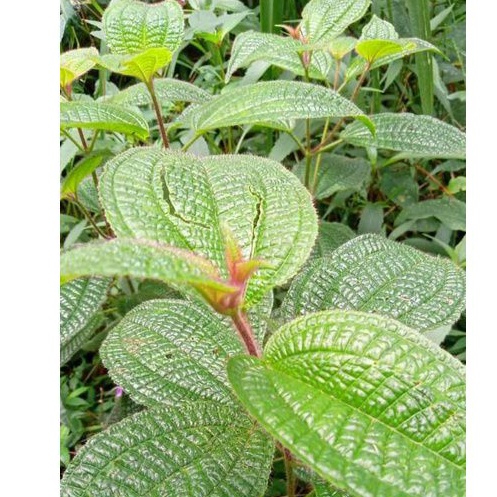 

Daun harendong bulu atau senggani per 500 gram