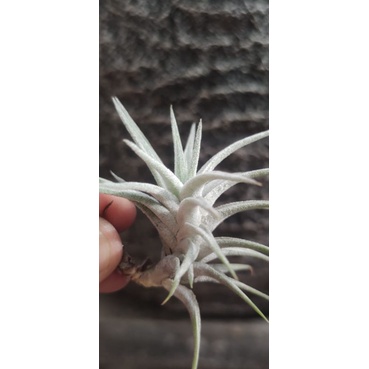 Tillandsia Ionantha Vanhyningii
