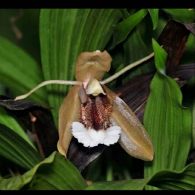 Anggrek coelogyne speciosa dewasa