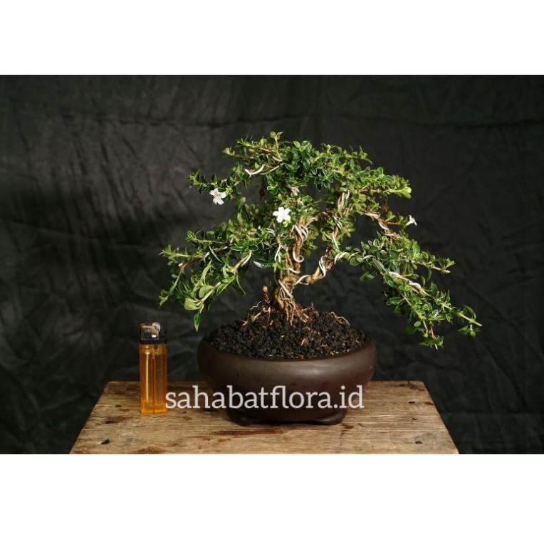 [KODE PRODUK N6KWE8669] Bonsai Hingkip Sudah Jadi | Bonsai Mame Mirten | Bonsai Melati Jepang | Bons