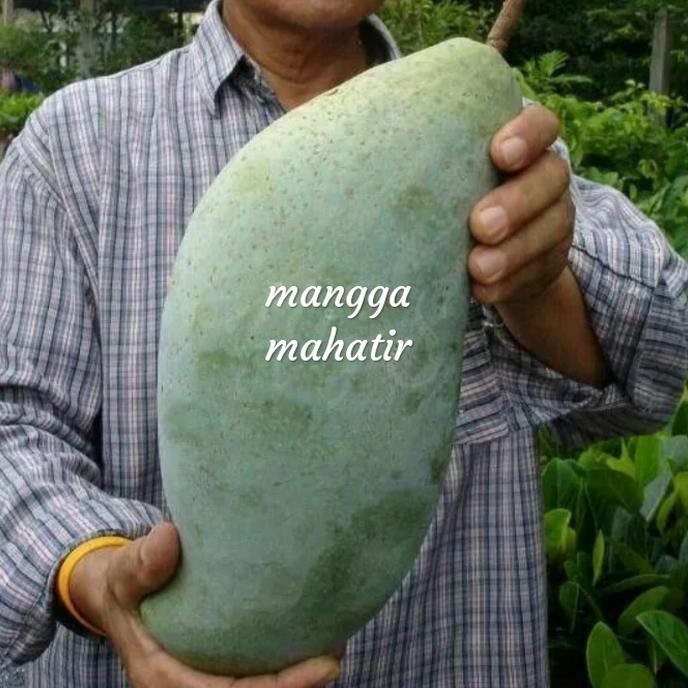 sup3r bibit mangga mahatir jon