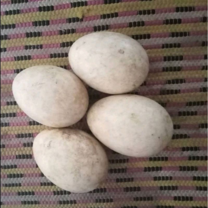 Jual Telur Soang Tembuhuk (Calang)/Telur Angsa Busuk 1 Butir | Shopee