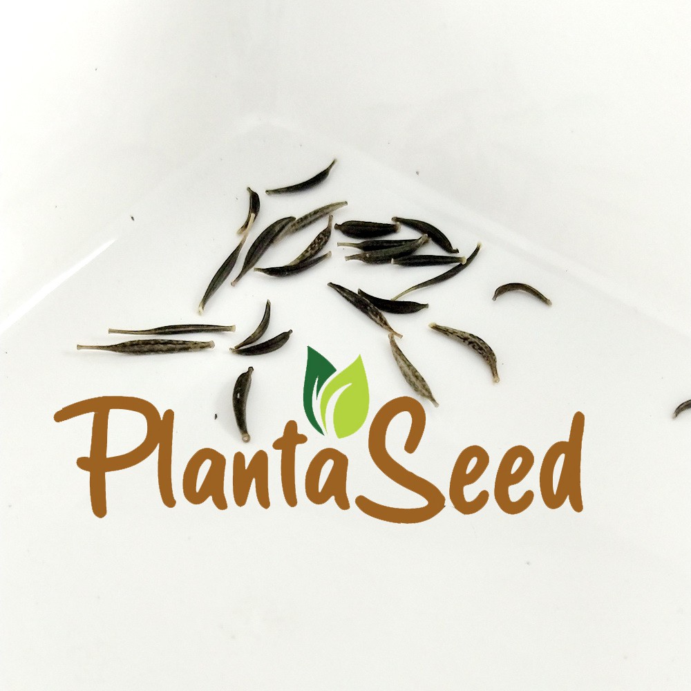PlantaSeed - 20 Seeds - Cosmos Sensation Mix Biji Bunga - PAS0218