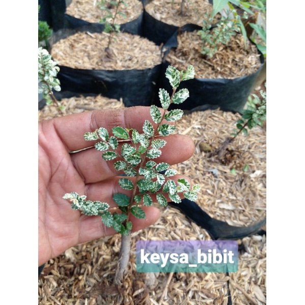 bibit bonsai ulmus varigata daun mikro