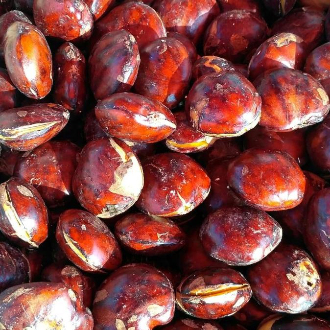 

[COD] Jengkol [COD]