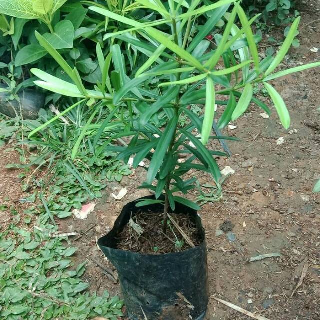 Bibit tanaman hias Lohansung Taiwan / Pohon lohansung Taiwan