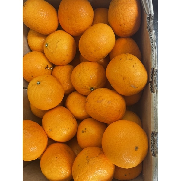 

jeruk wokam citrus
