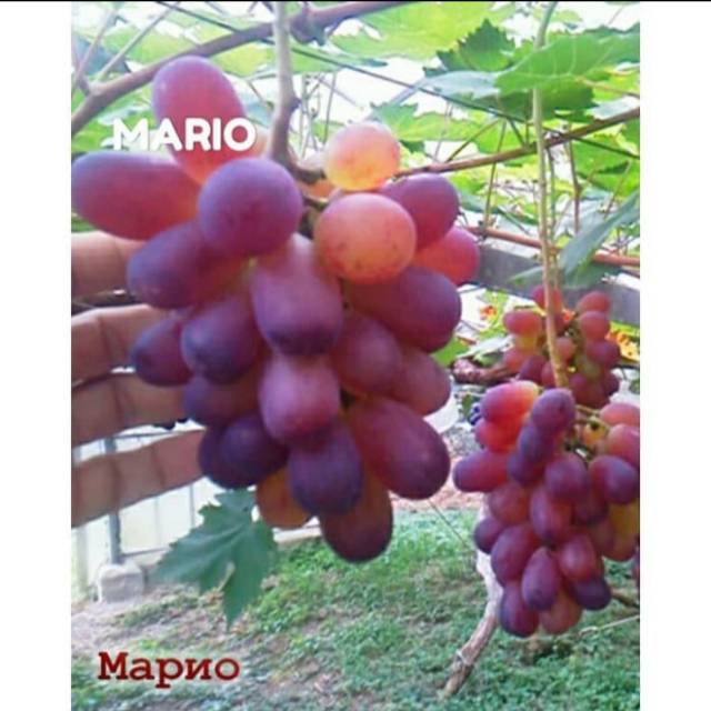 Bibit Anggur Import MARIO GRAFTING