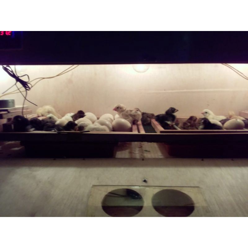 Full otomatis mesin tetas telur kapasitas 50 butir