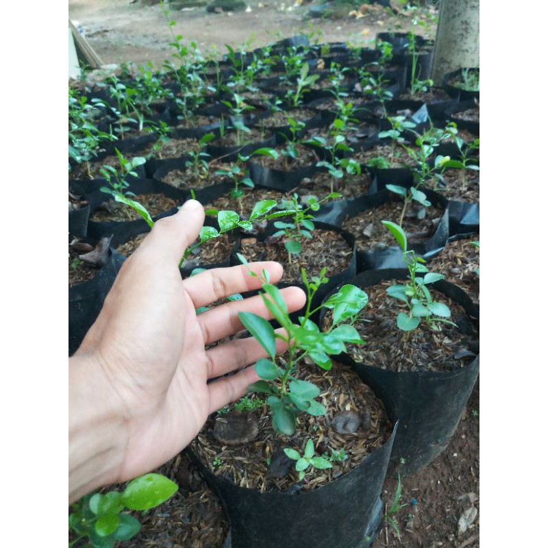 kemuning jepang benih